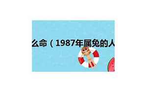 1987年属兔是什么命