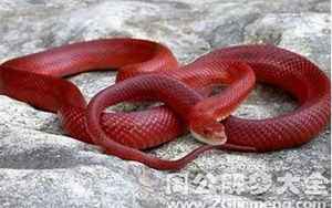 梦到红色的蛇