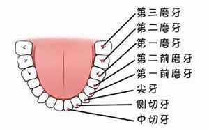 正常人有多少颗牙(请问正常人类有几颗牙)