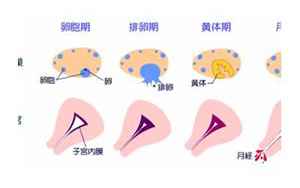 一个由一个月(月经为什么由一个月来一次变成两个月一次)