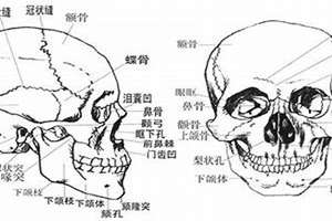 头骨面相学(出头骨面相)