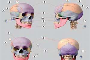 头骨面相图解(头骨面相)