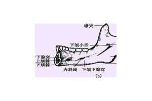 下颌骨呈弓形的面相是什么(下颌骨呈弓形的面相)