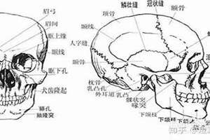 头骨面相分析(头骨面相决定颜值)