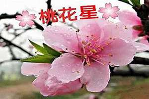 八字命带桃花是什么意思(八字命带桃花)