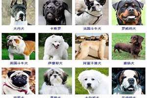 大型犬起名字洋气(大型犬起名字)