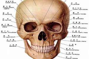 头骨突出的人命好吗(头骨突出的人面相特征)