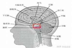 大脑连在一起(大脑相连的人面相)