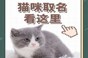 两只猫起名字大全(两只猫起名)