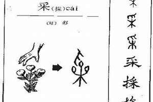 采字起名字女孩名字(以采字起名)