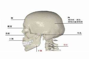 侧脑骨在哪(侧脑骨面相)