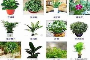 给绿植起名字创意(给绿植起名字)