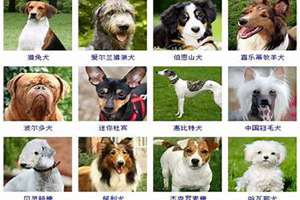 给狗狗起名字大全霸气马犬(给狗狗起名字大全霸气)