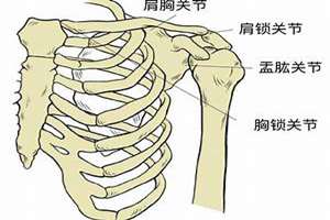 肩上骨头凸起面相图解(肩上骨头凸起面相)