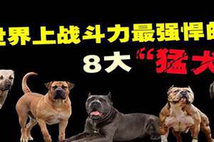 猛犬起名字霸气女(猛犬起名字)