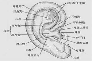 耳轮突出 面相