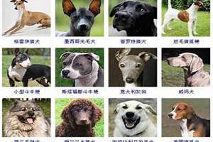 给猎犬起名字(给猎犬起名)