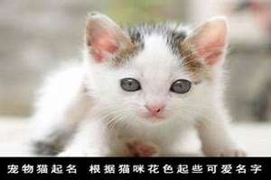 给花猫起名字好听又吉利(给花猫起名字)