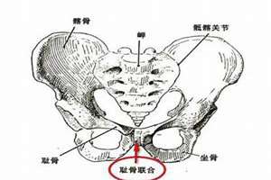 耻骨高的人有什么特点(耻骨高什么面相)