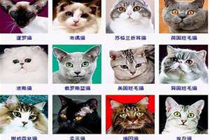 白色的猫起名字搞笑(白色的猫起名字)