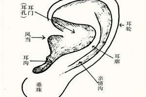 耳朵面相算命图解大全(耳朵面相算命)