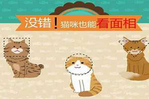 猫面相怎么看(猫咪面相评测)