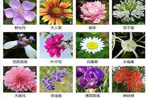 花海名字大全好听(花海起名字)