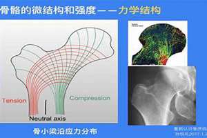 贱骨头比喻什么人(贱骨头面相)