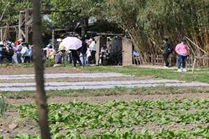 种植起名什么名字好(种植起名字)