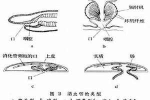 虫起名