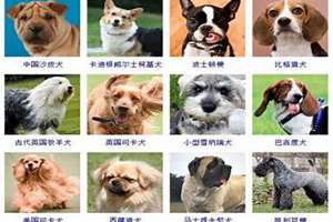 给犬起名字大全 霸气