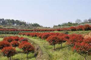 绿化苗圃起名怎么起(绿化苗圃起名)