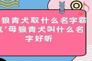 给狼青起名字叫什么好霸气点(给狼青起名字)