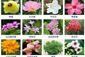 花卉起名字女孩(花卉起名字)