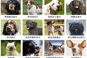 给猎犬起名字大全(给猎犬起名字)