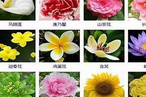 花名起名字(花名起名)